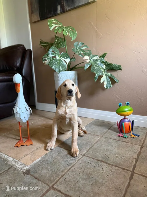Luffy – Golden Retriever puppy for sale in Jurupa Valley, CA