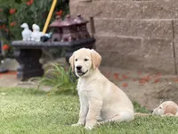Nami , a male Golden Retriever for sale in Jurupa Valley, CA – 2 of 4