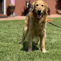 Max, a female Golden Retriever for sale in Jurupa Valley, CA – Photo 1 of 3