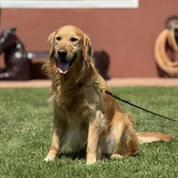 Max, a female Golden Retriever for sale in Jurupa Valley, CA – Photo 2 of 3