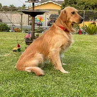 Max, a female Golden Retriever for sale in Jurupa Valley, CA – Photo 3 of 3