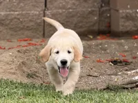 Nami , a male Golden Retriever for sale in Jurupa Valley, CA – 3 of 4