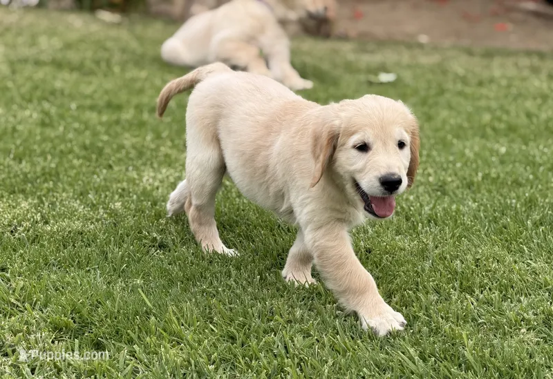 Nami  – Golden Retriever puppy for sale in Jurupa Valley, CA