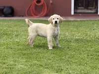 Nami , a male Golden Retriever for sale in Jurupa Valley, CA – 4 of 4