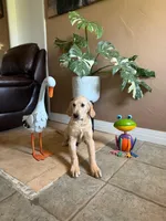 Luffy, a male Golden Retriever for sale in Jurupa Valley, CA – 3 of 3