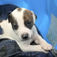 Patches, a male American Pit Bull Terrier and Treeing Walker Coonhound for sale in Rossiter, PA – 4 of 4