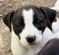 Nelly, a female American Pit Bull Terrier and Treeing Walker Coonhound for sale in Rossiter, PA – 3 of 3