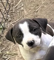 Nelly, a female American Pit Bull Terrier and Treeing Walker Coonhound for sale in Rossiter, PA – 2 of 3