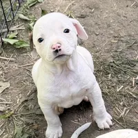 Lucky , a male American Pit Bull Terrier and Treeing Walker Coonhound for sale in Rossiter, PA – 2 of 2
