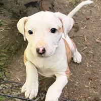 Fancy, a female American Pit Bull Terrier and Treeing Walker Coonhound for sale in Rossiter, PA – 1 of 2