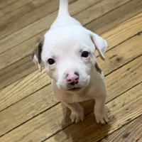 Lucky , a male American Pit Bull Terrier and Treeing Walker Coonhound for sale in Rossiter, PA – 1 of 2