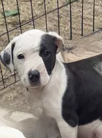 Bulletar, a female American Pit Bull Terrier and Treeing Walker Coonhound for sale in Rossiter, PA – 1 of 3