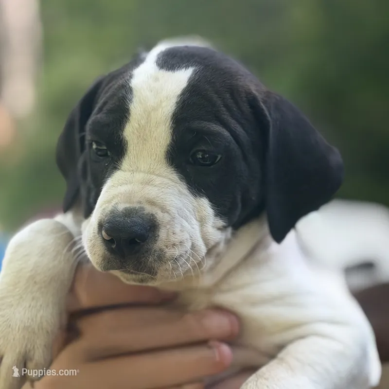 Nelly – American Pit Bull Terrier, Treeing Walker Coonhound puppy for sale in Rossiter, PA