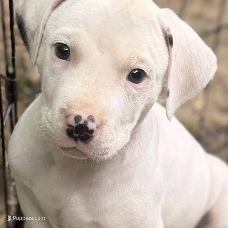 Charms – American Pit Bull Terrier, Treeing Walker Coonhound puppy for sale in Rossiter, PA