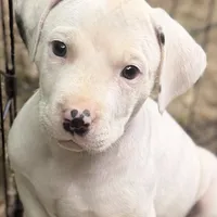 Charms, a female American Pit Bull Terrier and Treeing Walker Coonhound for sale in Rossiter, PA – 1 of 2
