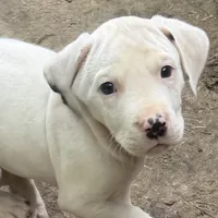 Charms, a female American Pit Bull Terrier and Treeing Walker Coonhound for sale in Rossiter, PA – 2 of 2