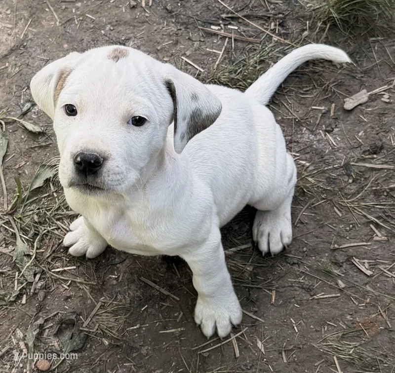 Simba – American Pit Bull Terrier, Treeing Walker Coonhound puppy for sale in Rossiter, PA