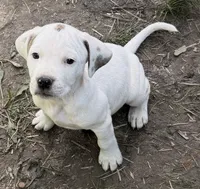 Simba, a male American Pit Bull Terrier and Treeing Walker Coonhound for sale in Rossiter, PA – 1 of 2