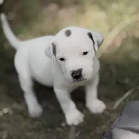 Simba, a male American Pit Bull Terrier and Treeing Walker Coonhound for sale in Rossiter, PA – 2 of 2