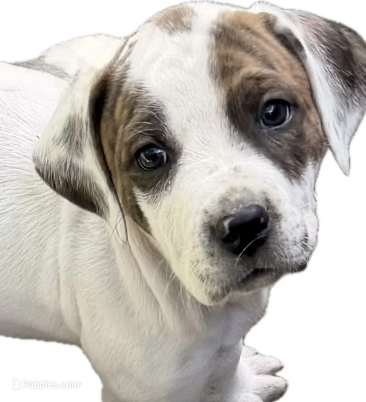 Patches – American Pit Bull Terrier, Treeing Walker Coonhound puppy for sale in Rossiter, PA
