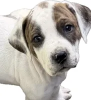 Patches, a male American Pit Bull Terrier and Treeing Walker Coonhound for sale in Rossiter, PA – 1 of 4