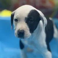 Bulletar, a female American Pit Bull Terrier and Treeing Walker Coonhound for sale in Rossiter, PA – 3 of 3
