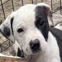 Bulletar, a female American Pit Bull Terrier and Treeing Walker Coonhound for sale in Rossiter, PA – 2 of 3