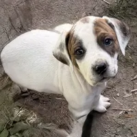 Patches, a male American Pit Bull Terrier and Treeing Walker Coonhound for sale in Rossiter, PA – 3 of 4