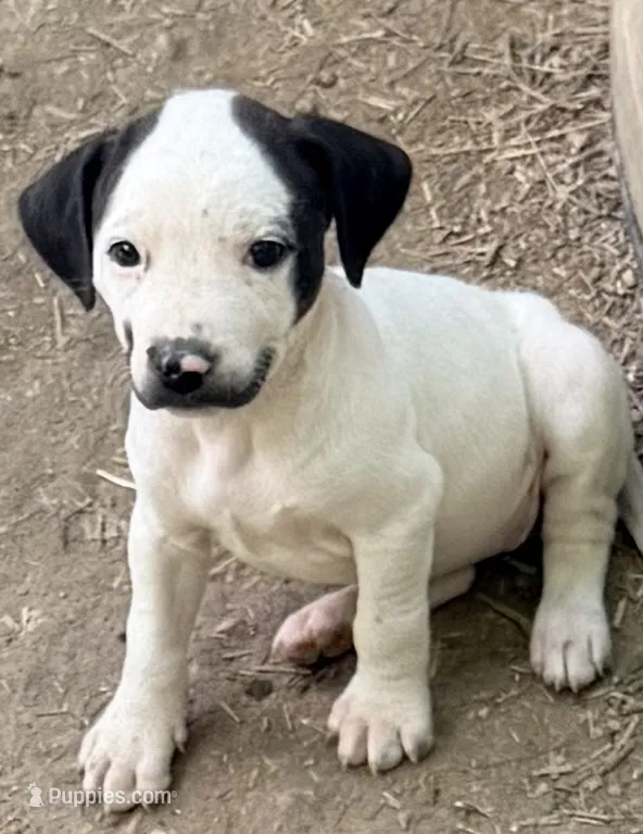 Smiley – American Pit Bull Terrier, Treeing Walker Coonhound puppy for sale in Rossiter, PA