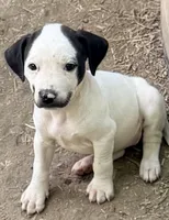 Smiley, a female American Pit Bull Terrier and Treeing Walker Coonhound for sale in Rossiter, PA – 1 of 2