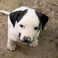 Smiley, a female American Pit Bull Terrier and Treeing Walker Coonhound for sale in Rossiter, PA – 2 of 2