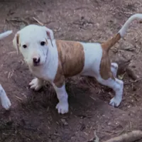 Fancy, a female American Pit Bull Terrier and Treeing Walker Coonhound for sale in Rossiter, PA – 2 of 2