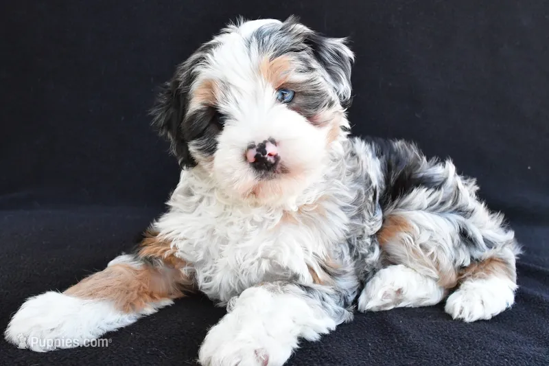 Caroline – Miniature Bernedoodle, Miniature Aussiedoodle puppy for sale in Dundee, OH
