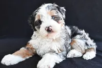 Caroline, a female Miniature Bernedoodle and Miniature Aussiedoodle for sale in Dundee, OH – 1 of 8