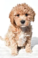 Bella, a female Miniature Goldendoodle for sale in Dundee, OH – 2 of 8