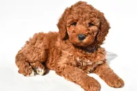Ashton, a male Miniature Goldendoodle for sale in Dundee, OH – 4 of 9