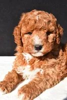 Jake, a male Miniature Goldendoodle for sale in Dundee, OH – 8 of 8