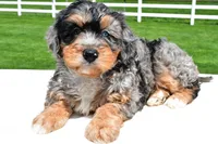 Brianna, a female Miniature Bernedoodle and Miniature Aussiedoodle for sale in Dundee, OH – 4 of 7
