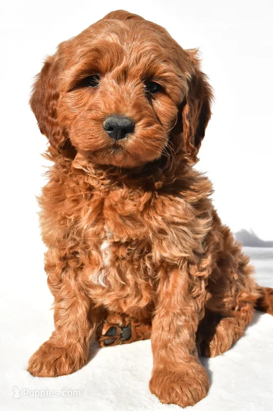 Braxton – Miniature Goldendoodle puppy for sale in Dundee, OH