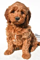 Braxton, a male Miniature Goldendoodle for sale in Dundee, OH – 1 of 10