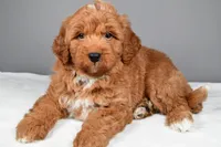 Brady, a male Miniature Goldendoodle for sale in Dundee, OH – 5 of 10