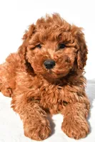 Rosie, a female Miniature Goldendoodle for sale in Dundee, OH – 7 of 8