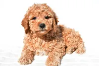 Alice, a female Miniature Goldendoodle for sale in Dundee, OH – 3 of 8