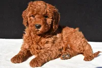 Olivia, a female Miniature Goldendoodle for sale in Dundee, OH – 3 of 9