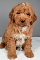Brady, a male Miniature Goldendoodle for sale in Dundee, OH – 7 of 10