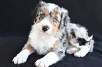 Austin, a male Miniature Bernedoodle and Miniature Aussiedoodle for sale in Dundee, OH – 2 of 9