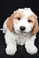 Logan, a male Miniature Goldendoodle for sale in Dundee, OH – 3 of 6