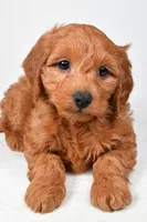 Colton, a male Miniature Goldendoodle for sale in Dundee, OH – 7 of 8