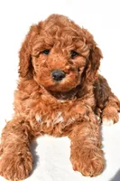 Ashton, a male Miniature Goldendoodle for sale in Dundee, OH – 9 of 9