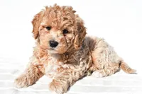 Bella, a female Miniature Goldendoodle for sale in Dundee, OH – 3 of 8